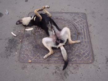 hond Sint Petersburg